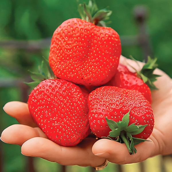 Клубника ремонтантная (крупноплодная) Свит Мери XXL 5 шт. в упаковке