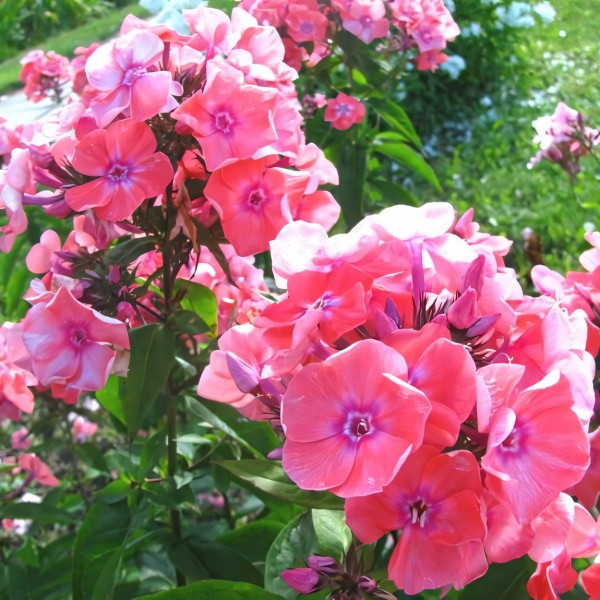 Саженцы Флокс метельчатый Московская сказка