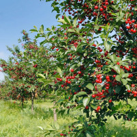 Саженцы Вишня Харитоновская