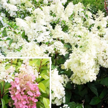 Гортензия метельчатая Candlelight,
