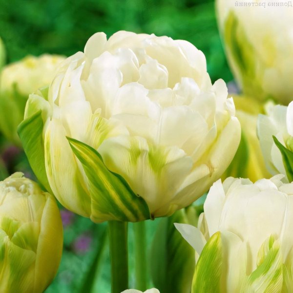 Луковицы Тюльпан махровый Дабл Маурин (в упаковке - 3шт.)