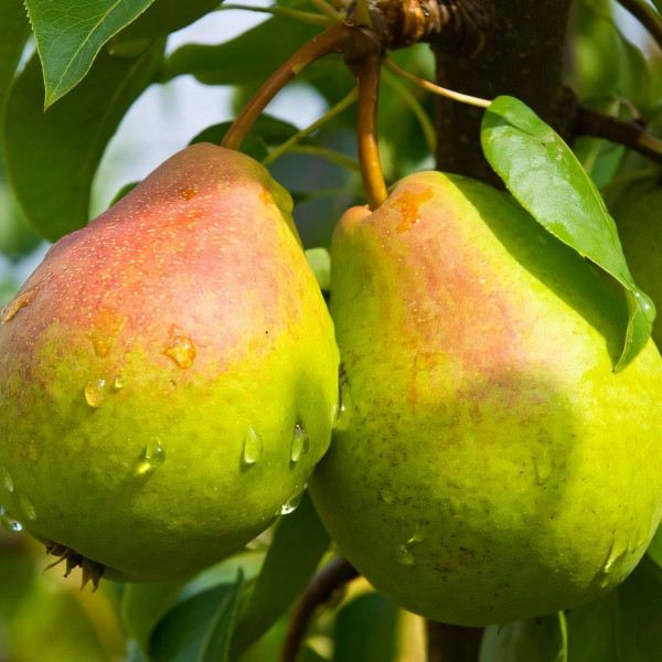 Саженцы Груша Кубанская Сочная