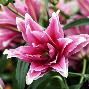  Лилия восточная RoseLily Lorena (Розели Лорена)