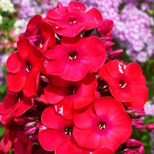 Саженцы Флокс Flame Red (Флейм Ред)