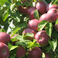 Саженцы Яблоня Макинтош