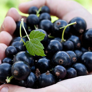 Саженцы Смородина чёрная Пигмей