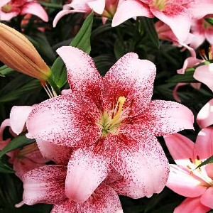  Лилия Пинк Браш