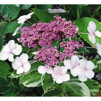 Гортензия Вариегата