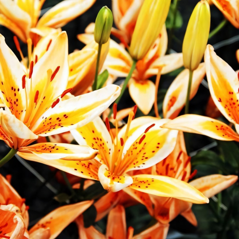 Луковицы  Лилия биколор азиатская Orange Electric (Оранж Электрик) (3шт.)