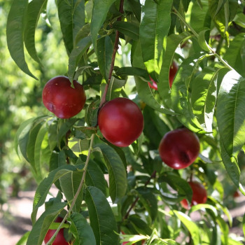 Саженцы Нектарин Рубиновый-7
