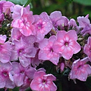 Саженцы Флокс Rainbow Dancer (Рейнбоу Дансер)