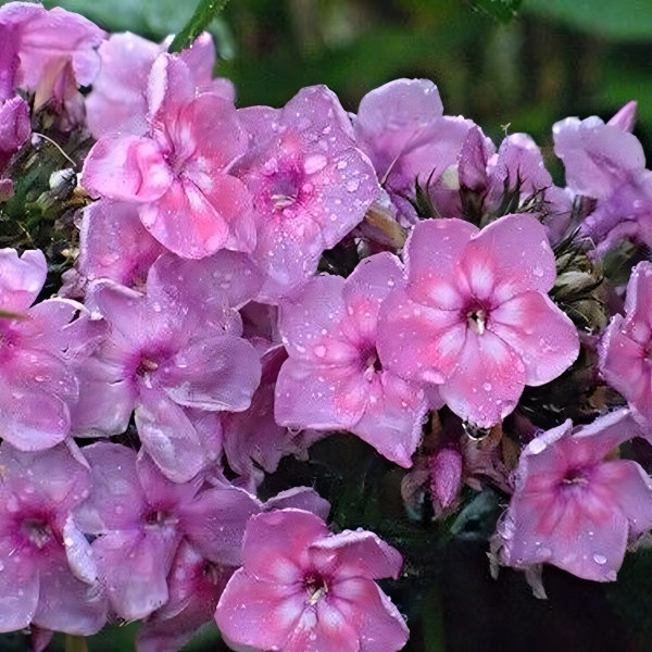 Саженцы Флокс Rainbow Dancer (Рейнбоу Дансер)