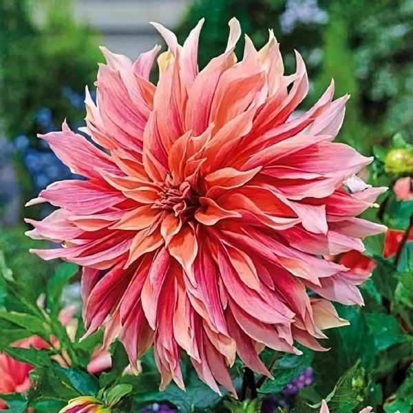 Саженцы Георгина декоративная макси Labyrinth (Лабиринт)