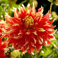 Саженцы Георгина декоративная макси Bodacious (Бодашез)