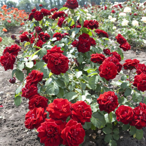 Саженцы Роза флорибунда Кордула