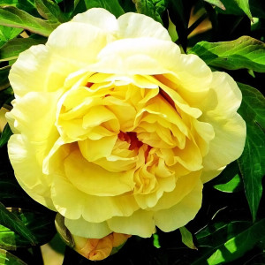 Саженцы Пион Yellow Waterlilly (Йеллоу Уотерлили)