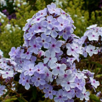 Саженцы Флокс Lavender Wolke (Лаванделвольке)