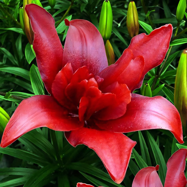 Луковицы  Лилия азиатская Bаld Eagle (Болд Игл) (3шт.)