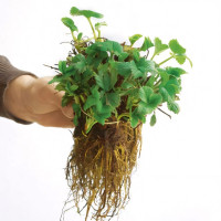 Клубника Руби Энн 5 шт. в упаковке