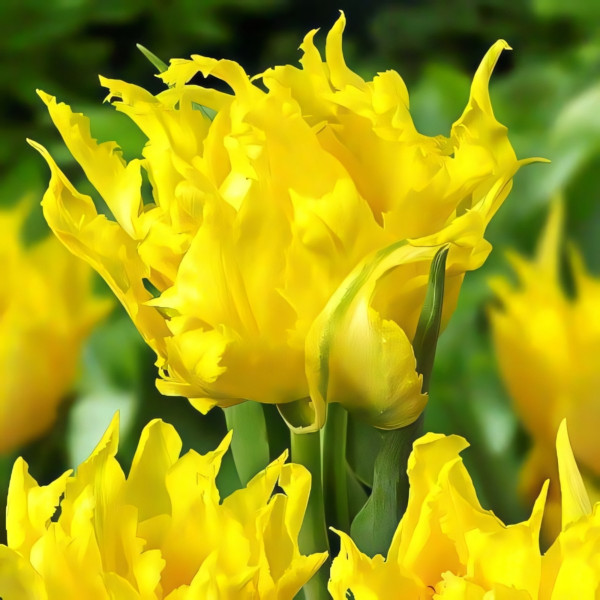 Луковицы Тюльпан лилиецветный Монте Спайдер (в упаковке - 3шт.)