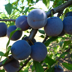 Саженцы Слива Акимовская