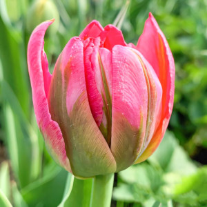 Тюльпан махровый Флеш Поинт (в упаковке - 3шт.)