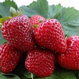 Клубника  Верди  (упаковка 5 шт.)