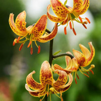 Луковицы  Лилия Sunny Morning (Санни Монинг) (3шт.)