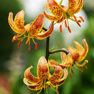  Лилия Sunny Morning (Санни Монинг)