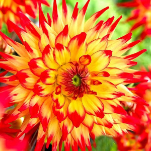 Саженцы Георгина Merluza