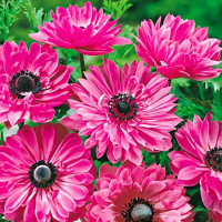 Саженец Анемона махровая Адмирал