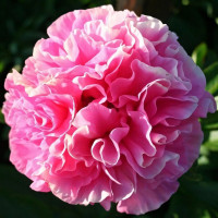 Саженцы Пион Carnation Bouquet (Корнейшн Букет)