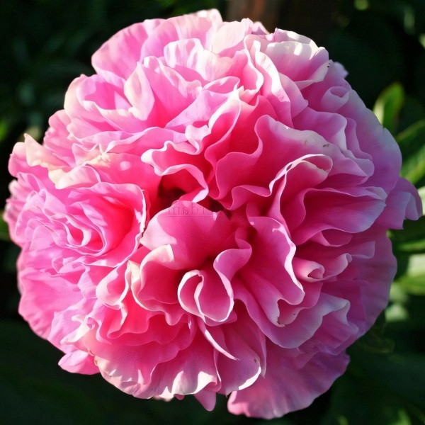 Саженцы Пион Carnation Bouquet (Корнейшн Букет)