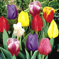 Луковицы Тюльпаны Дарвина, смесь окрасок (в упаковке - 3шт.)