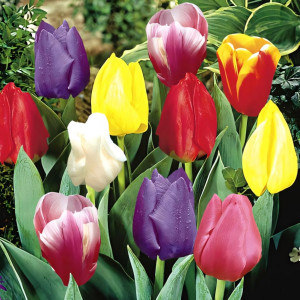 Тюльпаны Дарвина, смесь окрасок (в упаковке - 3шт.)