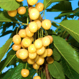 Саженцы Черешня колоновидная желтая