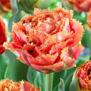 Тюльпан бахромчатый Сенсуал Тач (в упаковке - 3шт.)