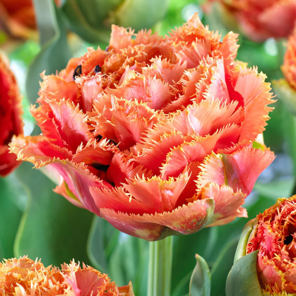 Луковицы Тюльпан бахромчатый Сенсуал Тач (в упаковке - 3шт.)