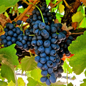 Саженцы Виноград Макси черный