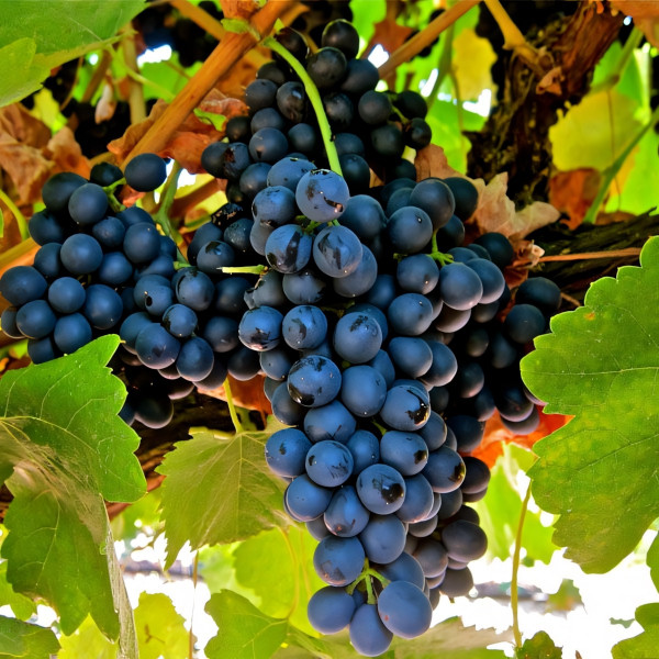 Саженцы Виноград Макси черный