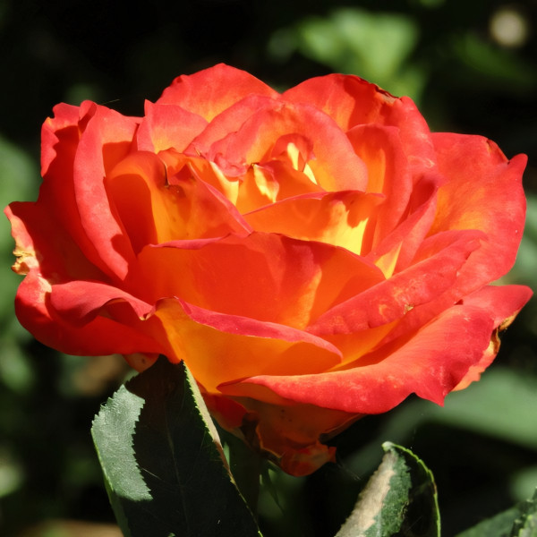 Саженцы Роза чайно-гибридная Лина