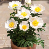 Саженец Пион Патио Дублин