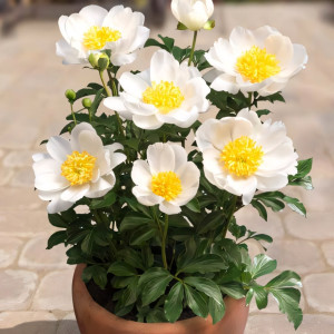 Пион Патио Дублин