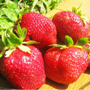 Клубника (крупноплодная) Таго 5 шт. в упаковке