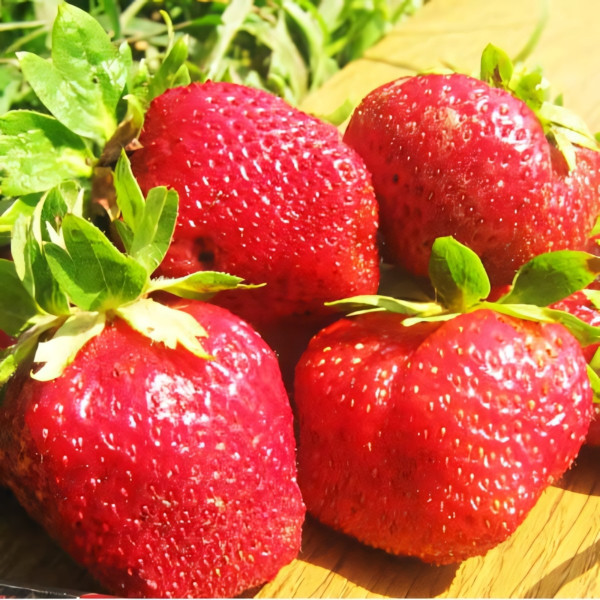 Клубника (крупноплодная) Таго 5 шт. в упаковке