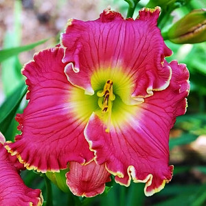 Саженцы Лилейник Cerise Beauty (Керисе Бьюти)