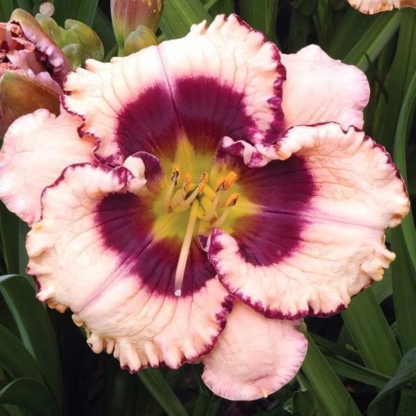 Саженцы Лилейник Crystal Pinot (Кристал Пино)