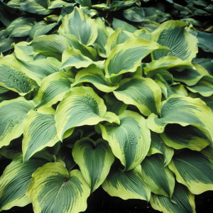 Саженцы Хоста Atlantis (Атлантис) L