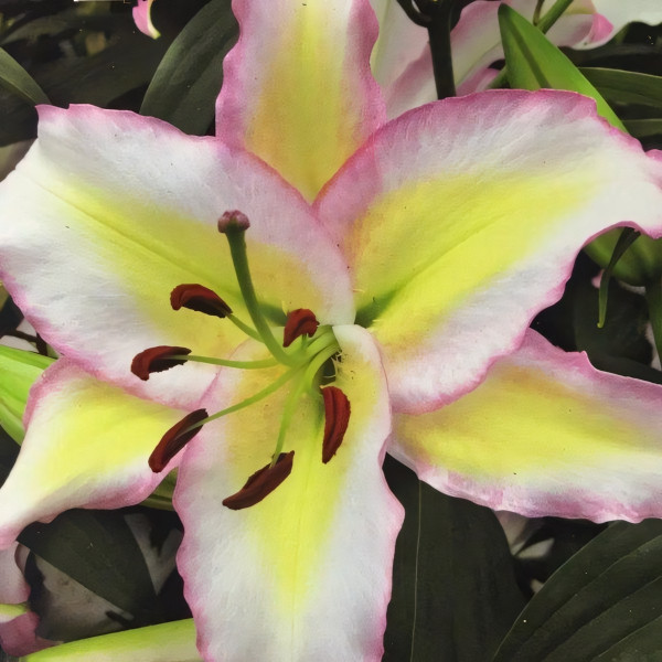 Луковицы  Лилия восточная Primrose Hill (Примроуз Хилл) (3шт.)