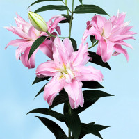 Луковицы  Лилия восточная Curiosity (Кьюриосити) (3шт.)